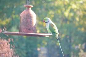 Sighting Alexandrine