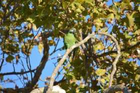 Sighting Mustached / Moustached Parakeet