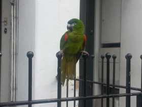 Sighting Macaw