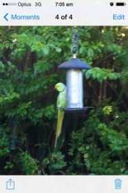 Sighting Indian Ringneck Parakeet