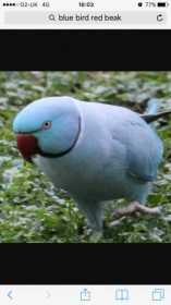 Sighting Indian Ringneck Parakeet