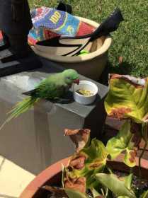 Sighting Indian Ringneck Parakeet
