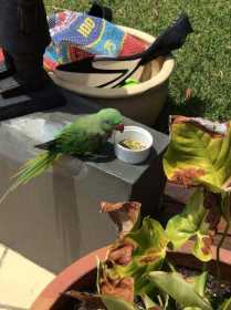 Sighting Indian Ringneck Parakeet