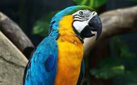 Sighting Macaw