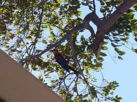 Sighting Macaw