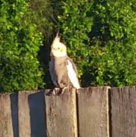 Sighting Cockatiel