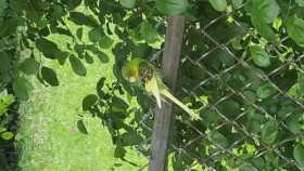 Sighting Budgerigar