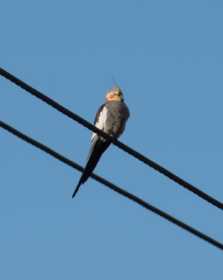 Sighting Cockatiel