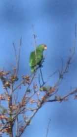 Sighting Bird / Parrot