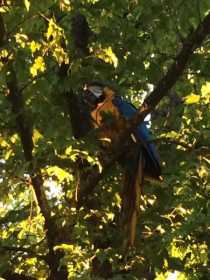 Sighting Macaw