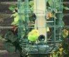 Sighting Budgerigar