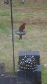 Sighting Rosella