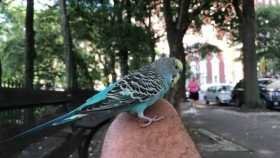 Sighting Budgerigar