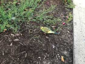 Sighting Parakeet