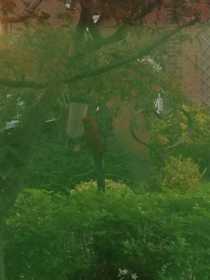 Sighting Rosella