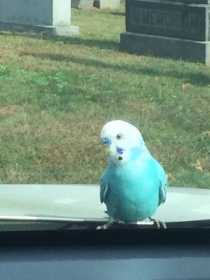 Sighting Budgerigar