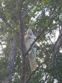 Sighting Corella Cockatoo