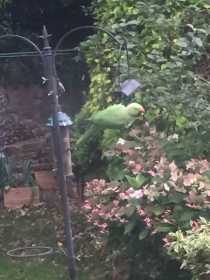 Sighting Parakeet