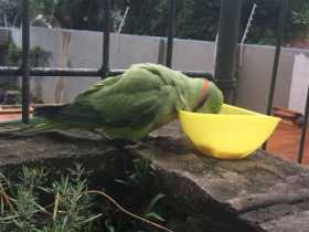 Sighting Indian Ringneck Parakeet