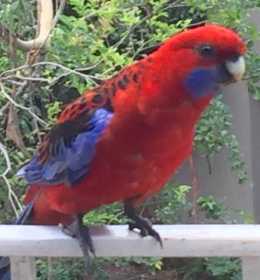 Sighting Rosella