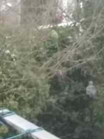 Sighting Bird / Parrot