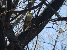 Sighting Cockatiel