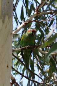 Sighting Lory / Lorikeet