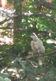 Sighting Cockatoo