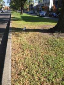 Sighting Corella Cockatoo