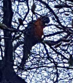 Sighting Macaw