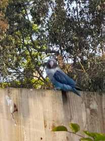 Sighting Lovebird