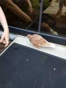 Sighting Pigeon