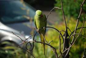 Sighting Indian Ringneck Parakeet