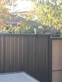 Sighting Indian Ringneck Parakeet