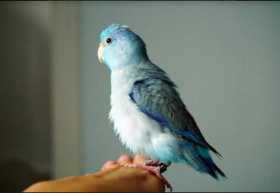 Sighting Parrotlet