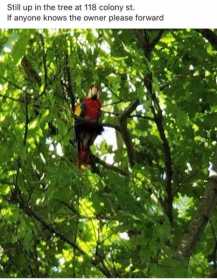 Sighting Macaw