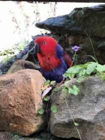 Sighting Eclectus