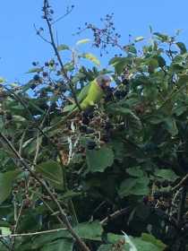 Sighting Plum-Headed Parakeet