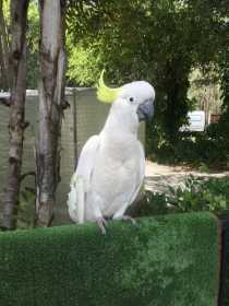 Sighting Cockatoo