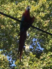 Sighting Macaw