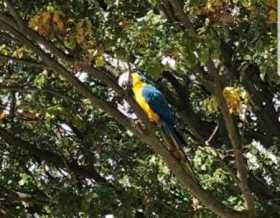 Sighting Macaw