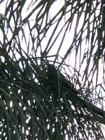 Sighting Eclectus