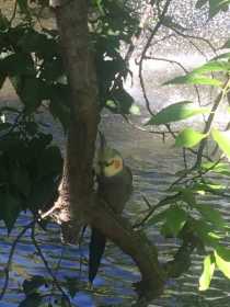 Sighting Cockatiel