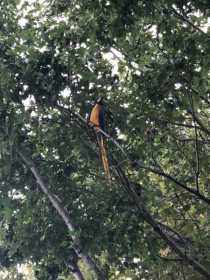 Sighting Macaw