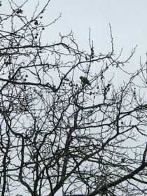 Sighting Parakeet