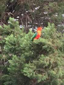 Sighting Australian King