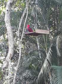 Sighting Eclectus