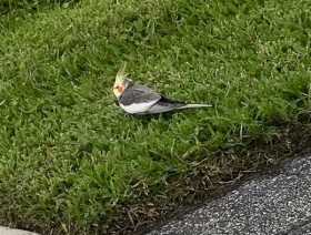 Sighting Cockatiel