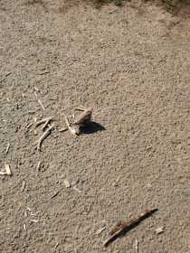 Sighting Finch