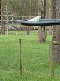 Sighting Indian Ringneck Parakeet